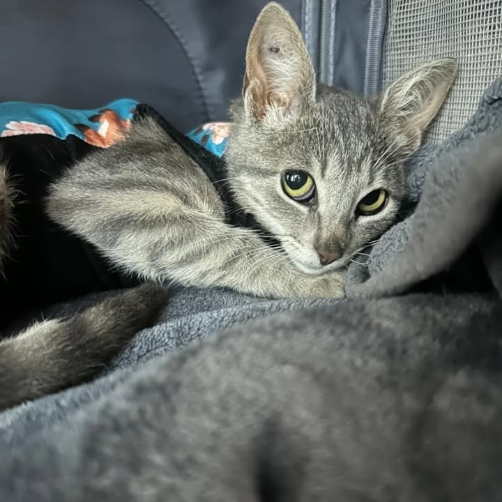 Adopción de gatos en Risaralda 