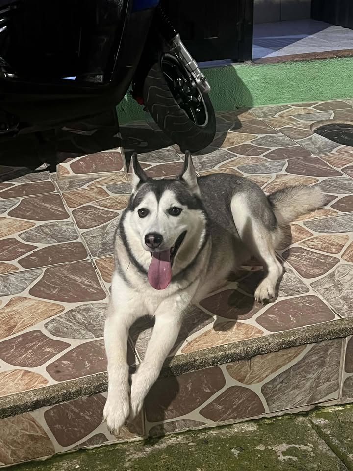 Husky Siberiano Encontrado en Risaralda 