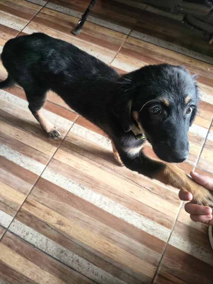 Perro perdido en Cuba, Risaralda 