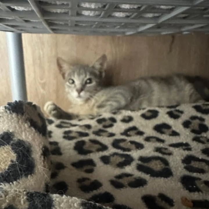 Gatos en adopción Risaralda 