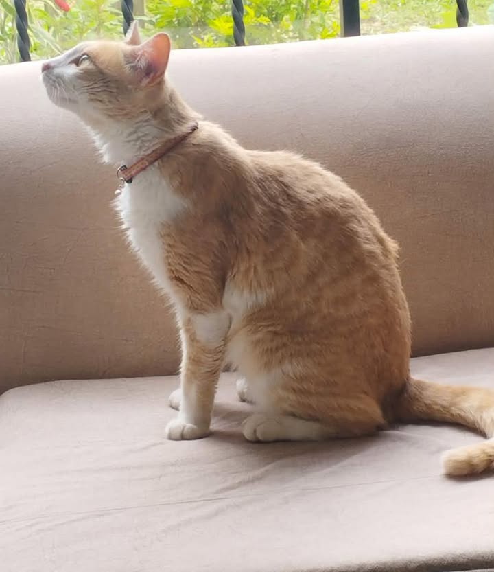 Gato en adopción Risaralda 