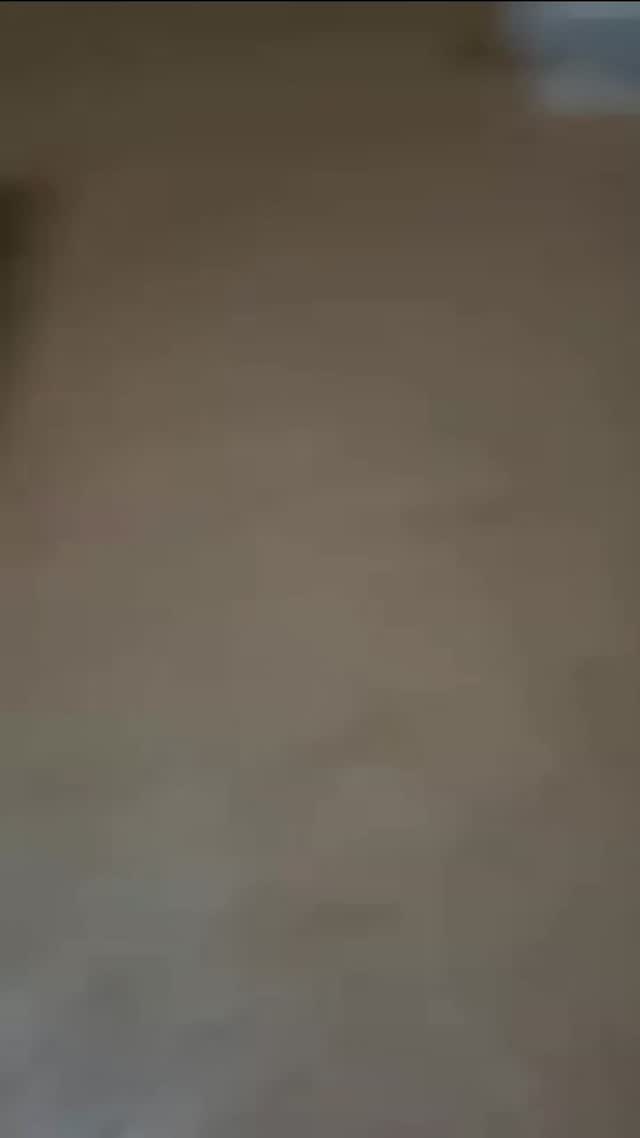 Adopción de perrita esterilizada en Cartago, Risaralda 