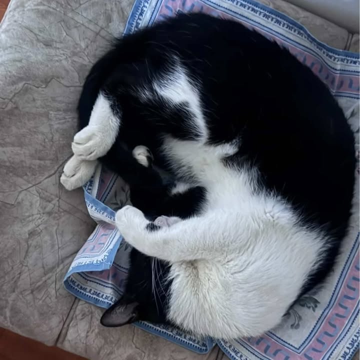 Gatito en Adopción en Risaralda 