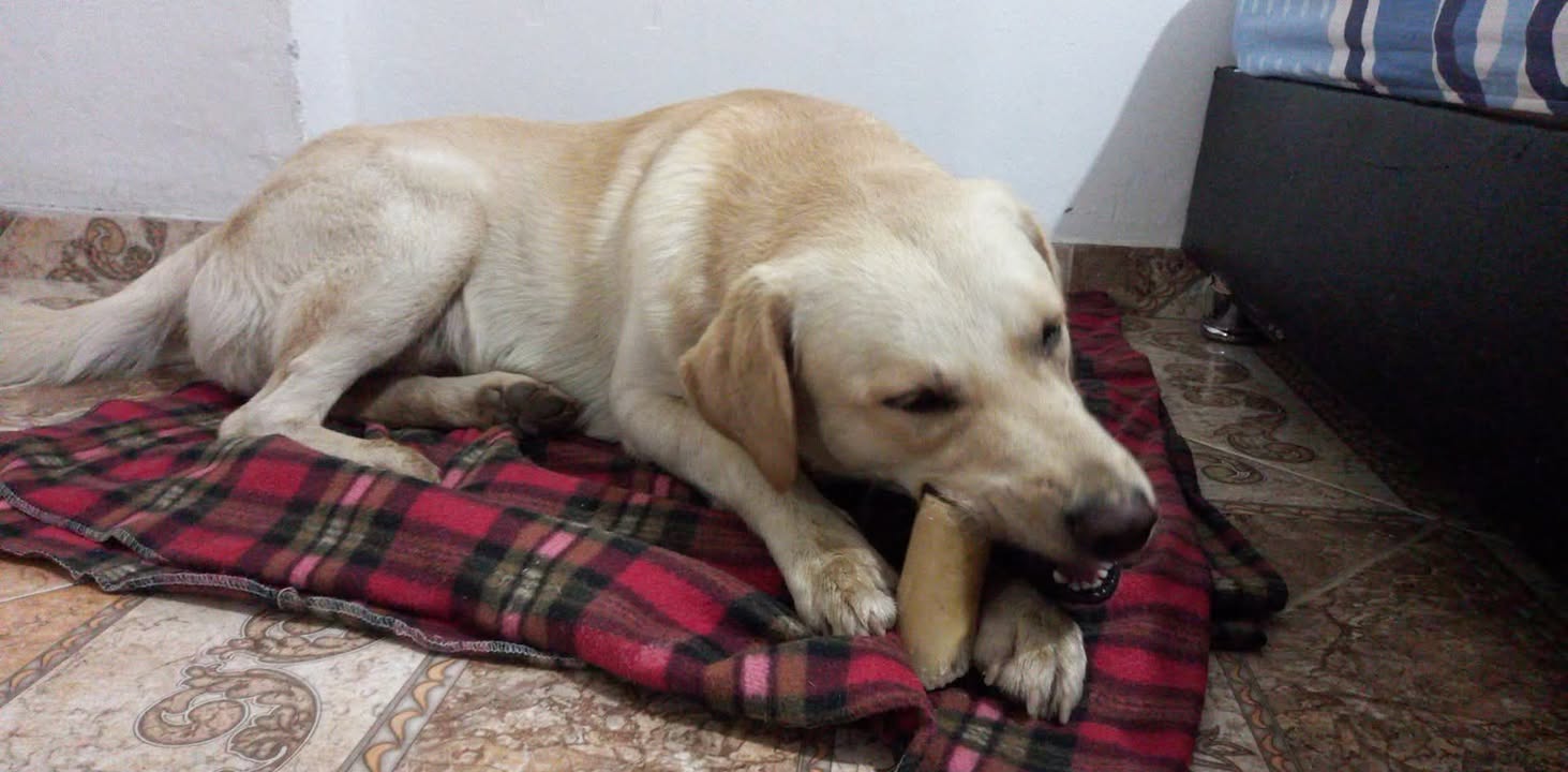 Adopción de perro en Risaralda 