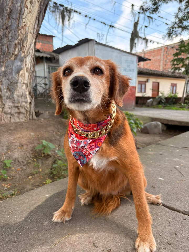 Adopción de Perros y Gatos en Risaralda 