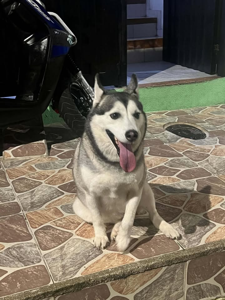 Husky Siberiano Encontrado en Risaralda 