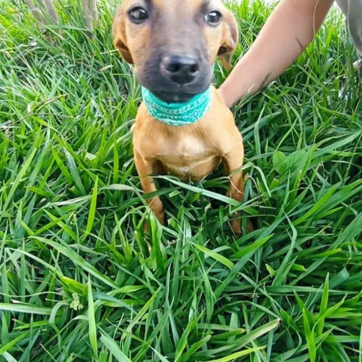 Cachorros en adopción responsable 