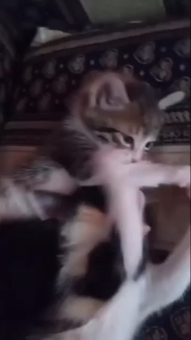 Adopción de Gatitos en Risaralda 