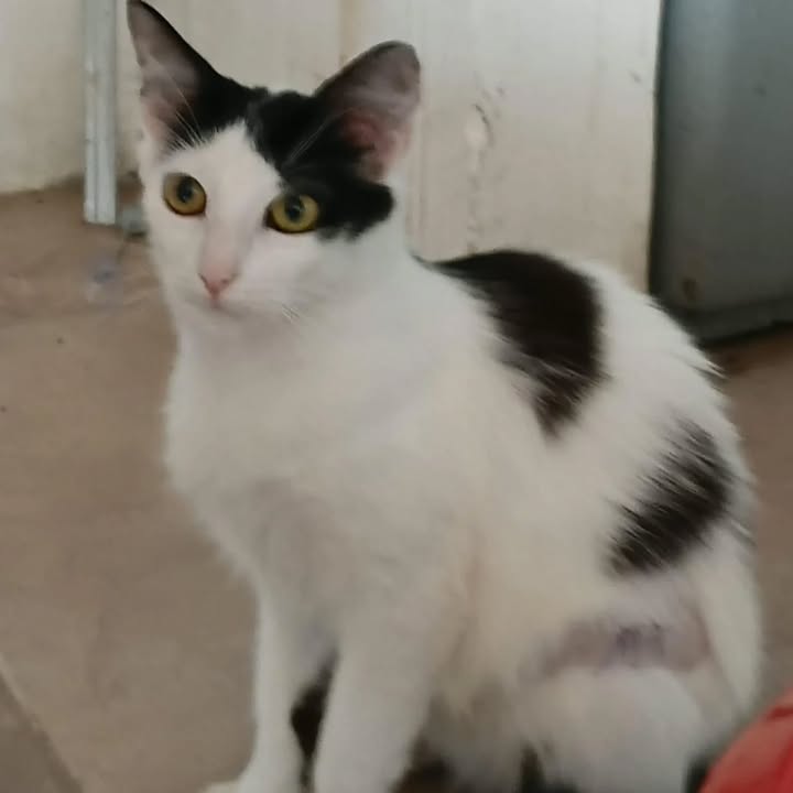 Gaticos en adopción en Risaralda 