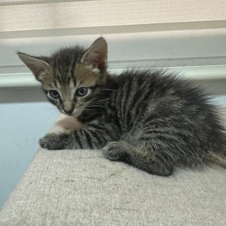 Adopción de gatos en Risaralda 