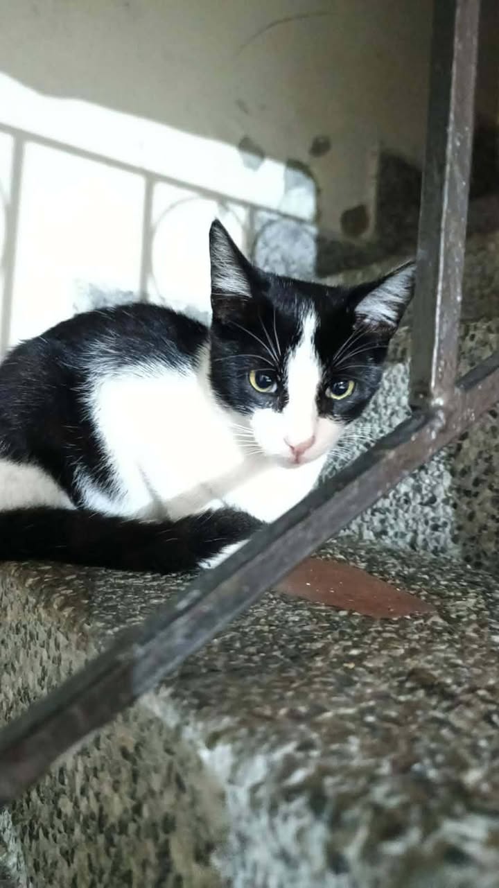 Adopción de Gaticas en Risaralda 