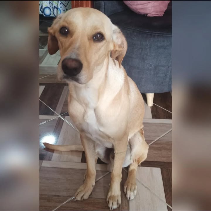 Adopción de perro en Risaralda 