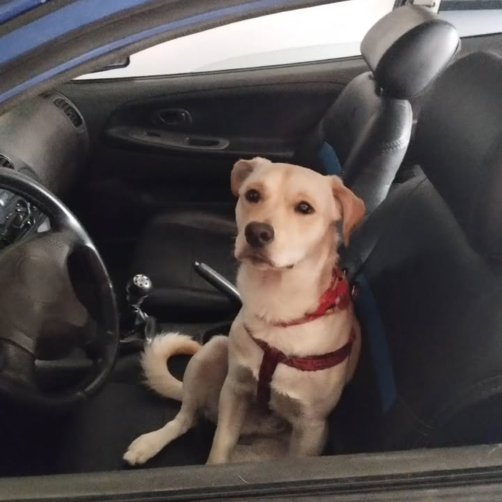 Adopción Canina: Maximiliano busca un hogar 