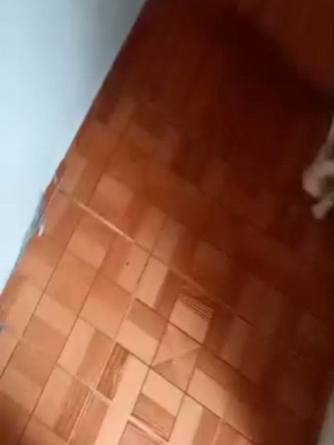 Adopción Canina en Risaralda, Colombia 