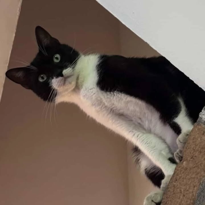 Gatito en Adopción en Risaralda 