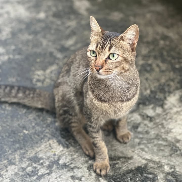 Gata en adopción Risaralda 