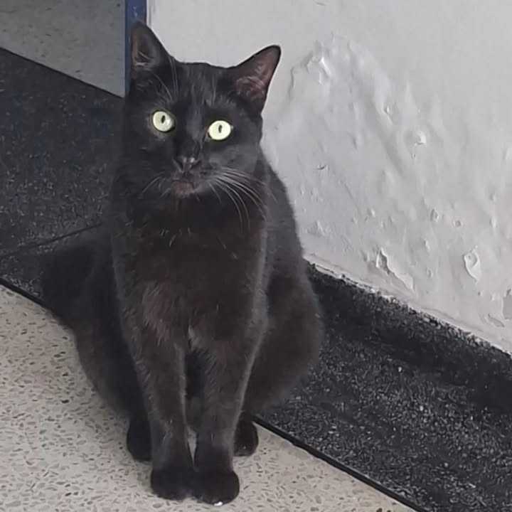 Gatica busca hogar 