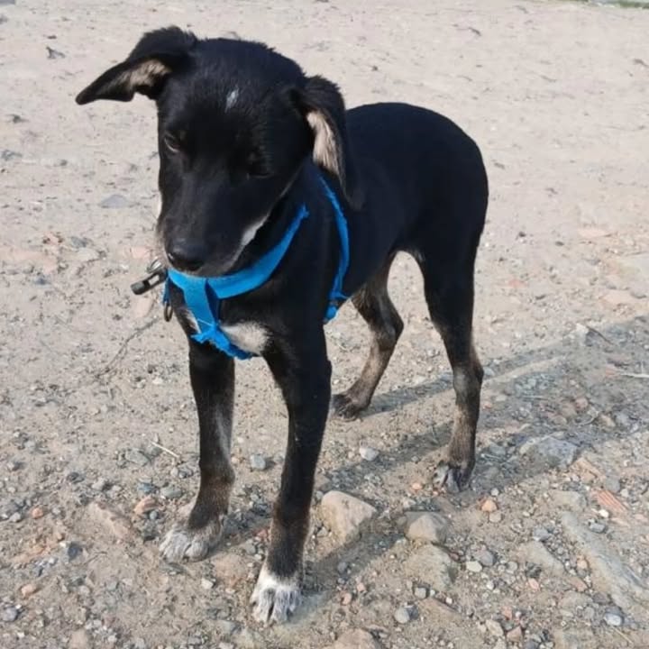 Perro en Adopción Risaralda 
