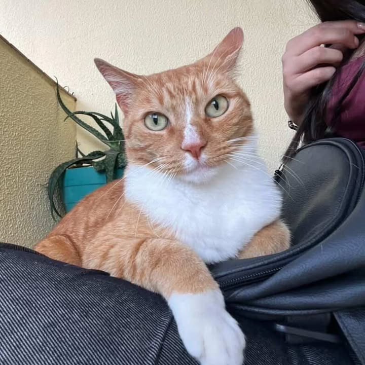 Gato en adopción busca hogar 