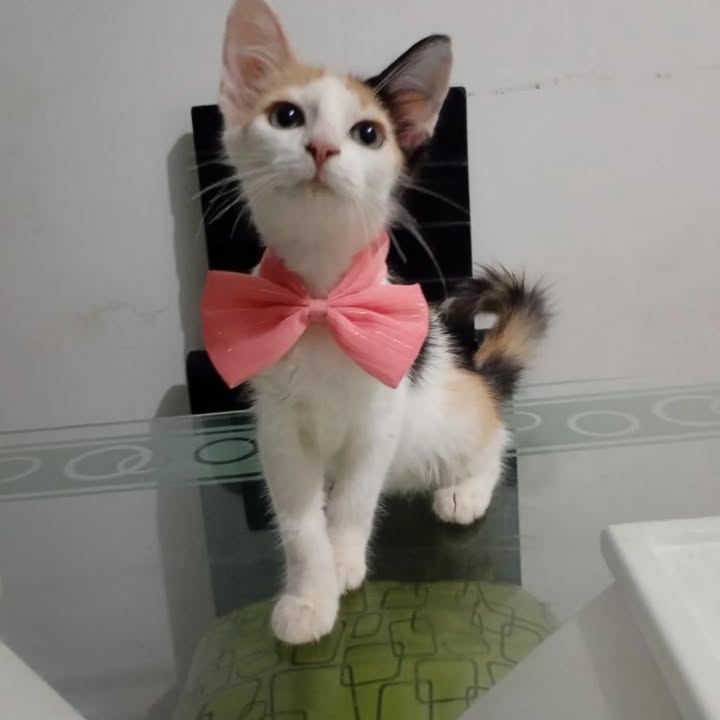 Adopción de gatos en Risaralda 