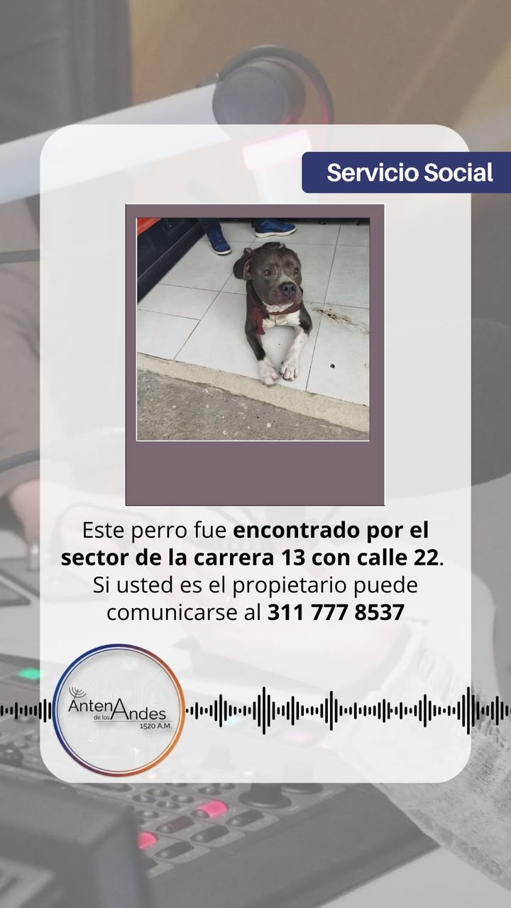 Perro encontrado en Carrera 13 con Calle 22, Santa Rosa de Cabal, Risaralda 