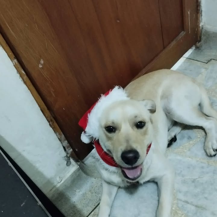 Adopción Canina: Maximiliano busca un hogar 