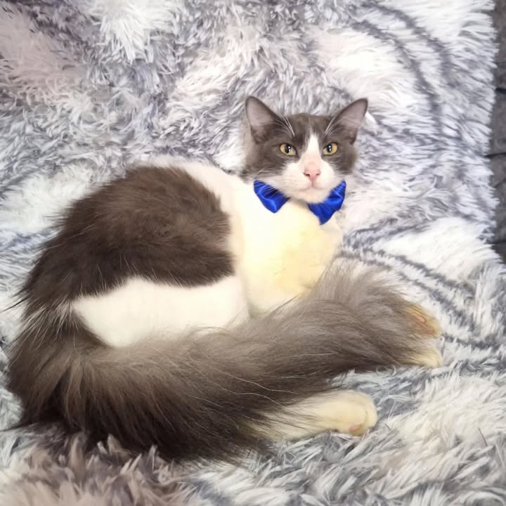 Adopción de Gato Macho Responsable en Risaralda 