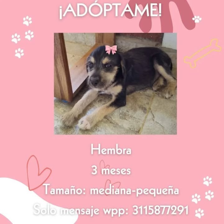 Cachorra en adopción en Risaralda 