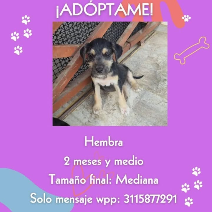 Cachorra en adopción en Risaralda 