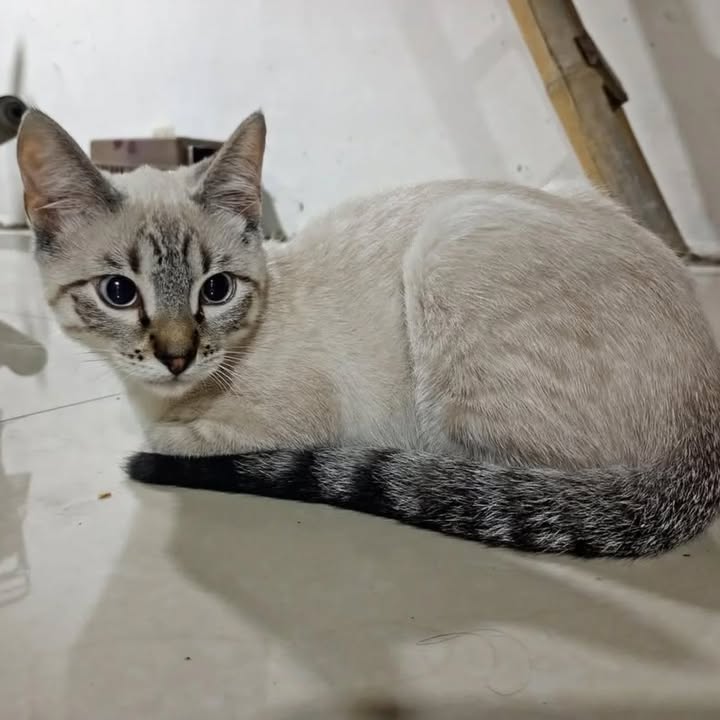 Gaticos en adopción en Risaralda 