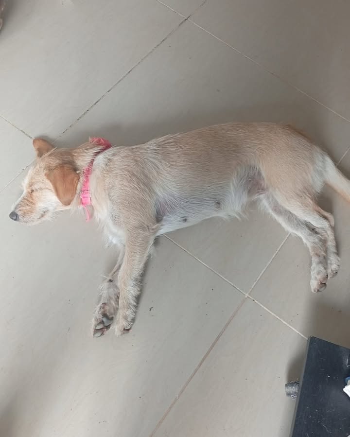 Perro atropellado en La Virginia, Risaralda 