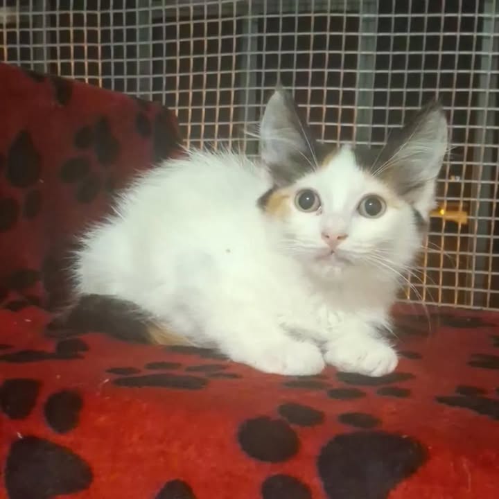 Gaticos en adopción en Risaralda 