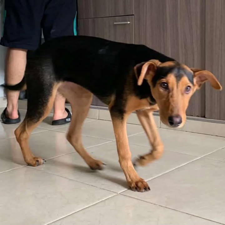Adopción de Cachorro en Risaralda, Colombia 