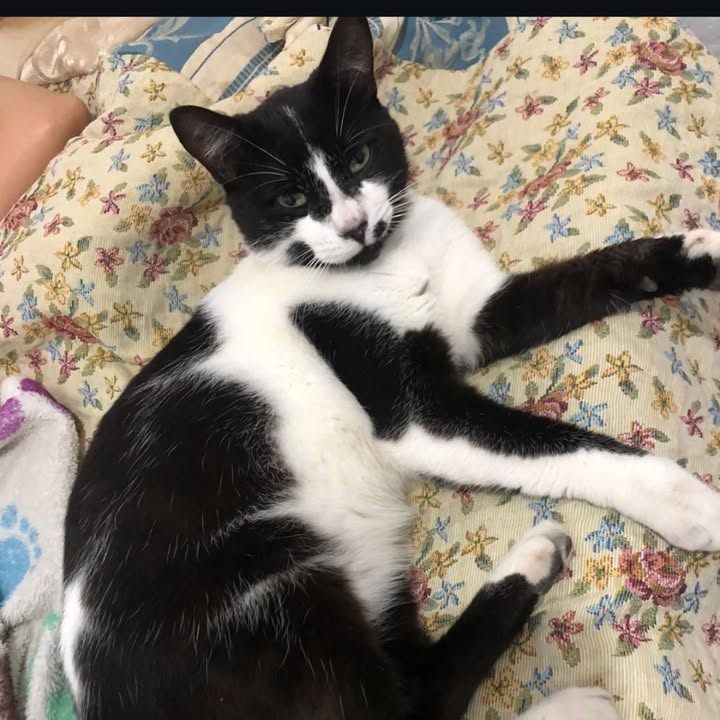 Adopción de gatos en Risaralda 