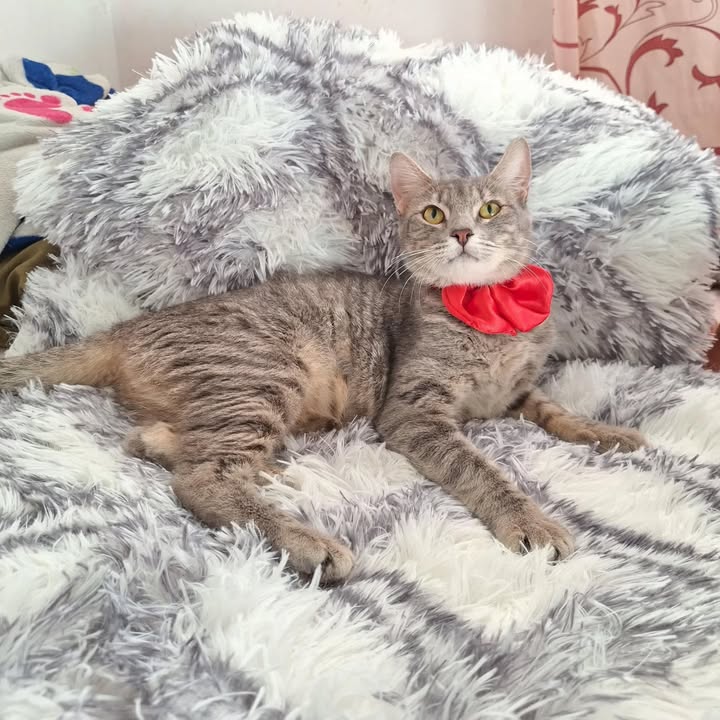 Adopción de gato en Risaralda 