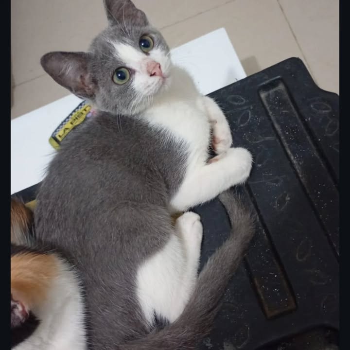 Adopción de gatos en Risaralda 