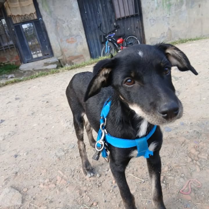 Perro en Adopción Risaralda 