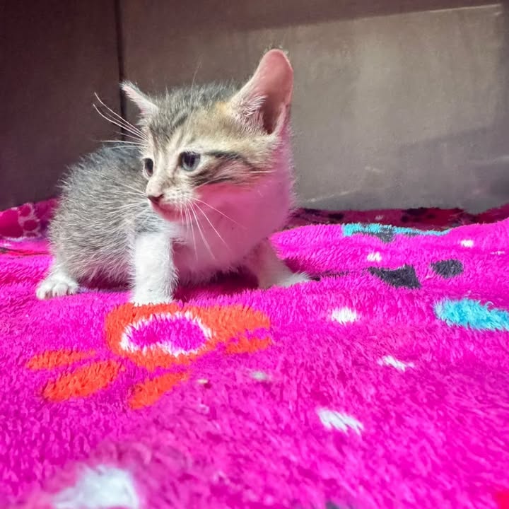 Gatitos en adopción responsable en Pereira 