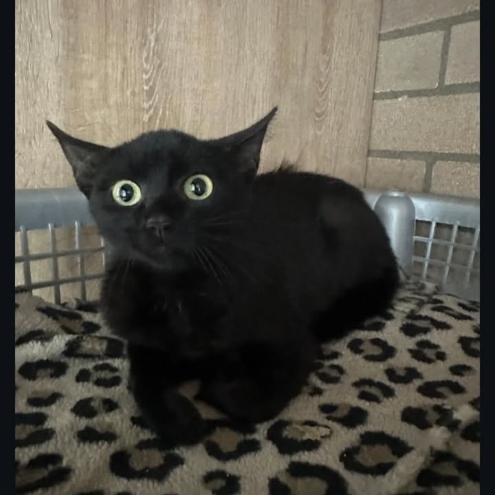 Adopción de gatos en Risaralda 