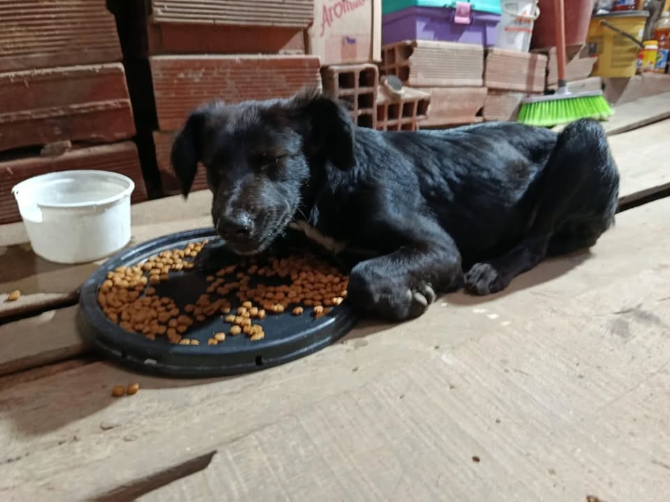 Adopción perrita 5 meses esterilizada Pereira 