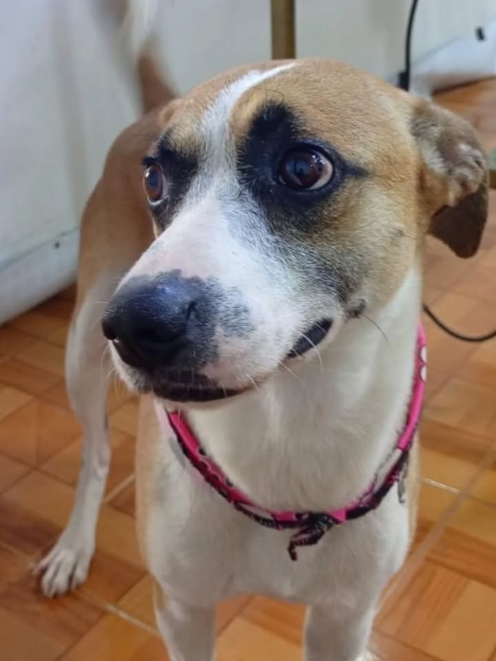Adopción Canina en Risaralda, Colombia 