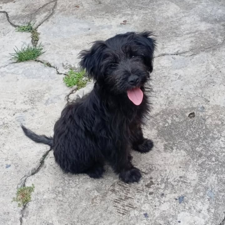 Adopción Cachorro 3 meses La Victoria Valle 
