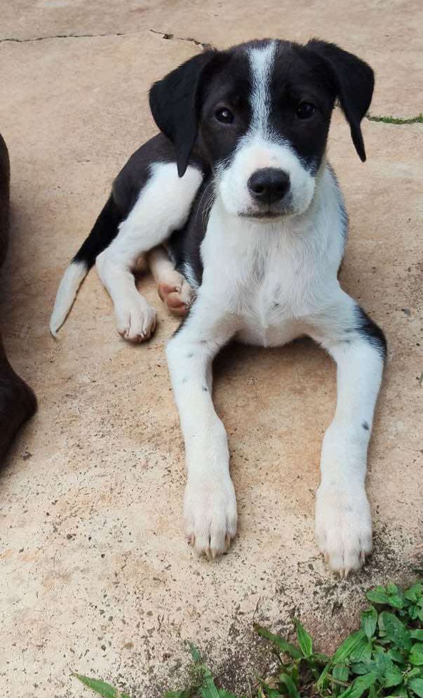 Adopción de perrita en Risaralda 