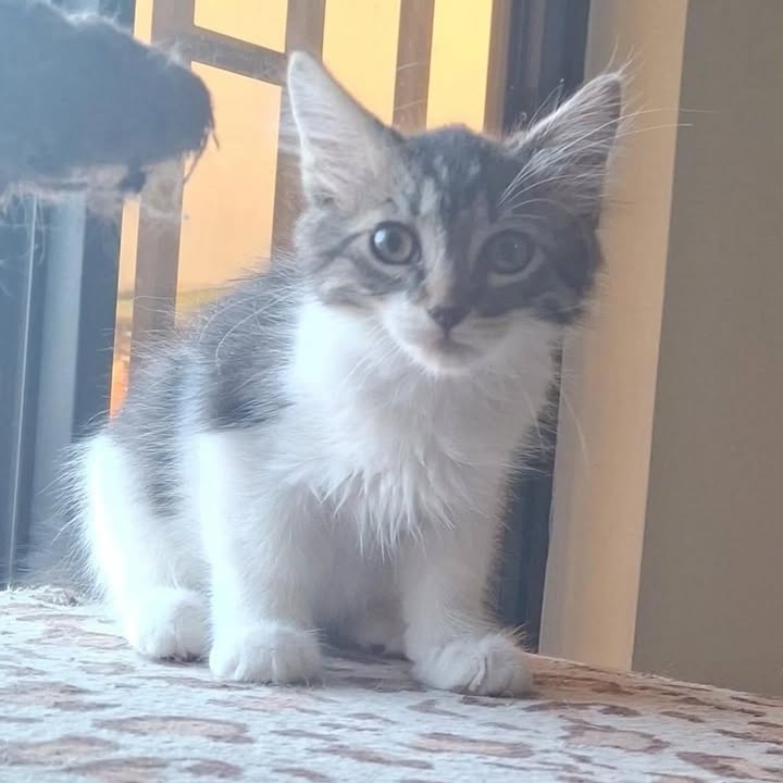 Gaticos en adopción en Risaralda 