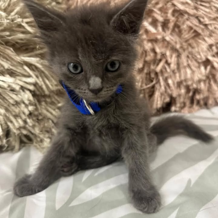 Adopción de gatos en Risaralda 