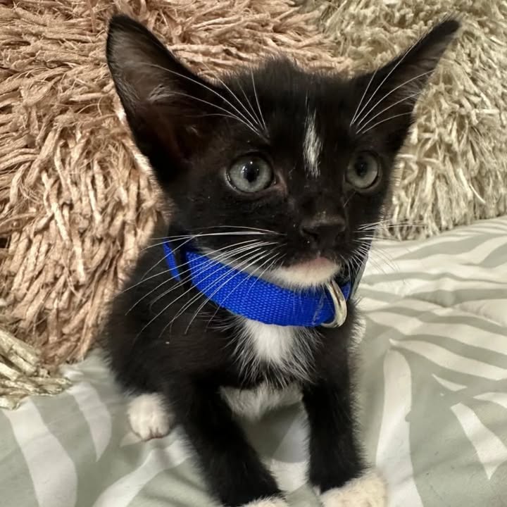 Adopción de gatos en Risaralda 