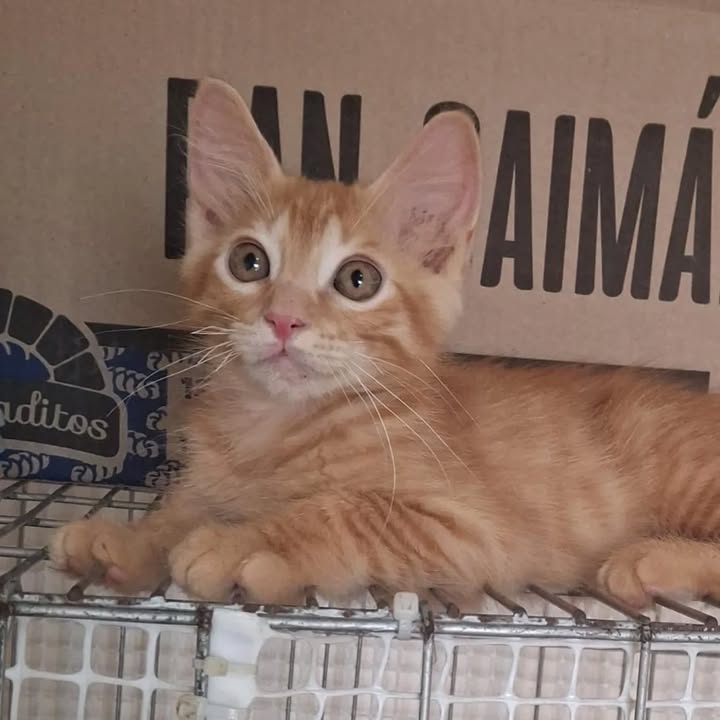 Gaticos en adopción en Risaralda 