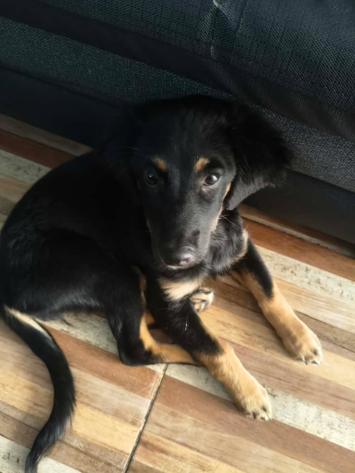 Perro encontrado en Cuba, Risaralda 