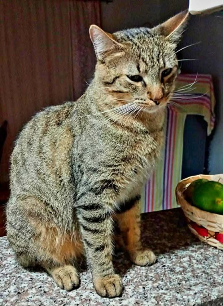 Gato en adopción Risaralda 