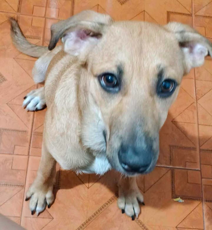 Adopción de Perro en Risaralda 